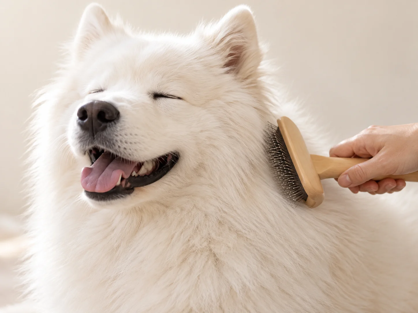 Cão branco durante a escovagem do pelo.