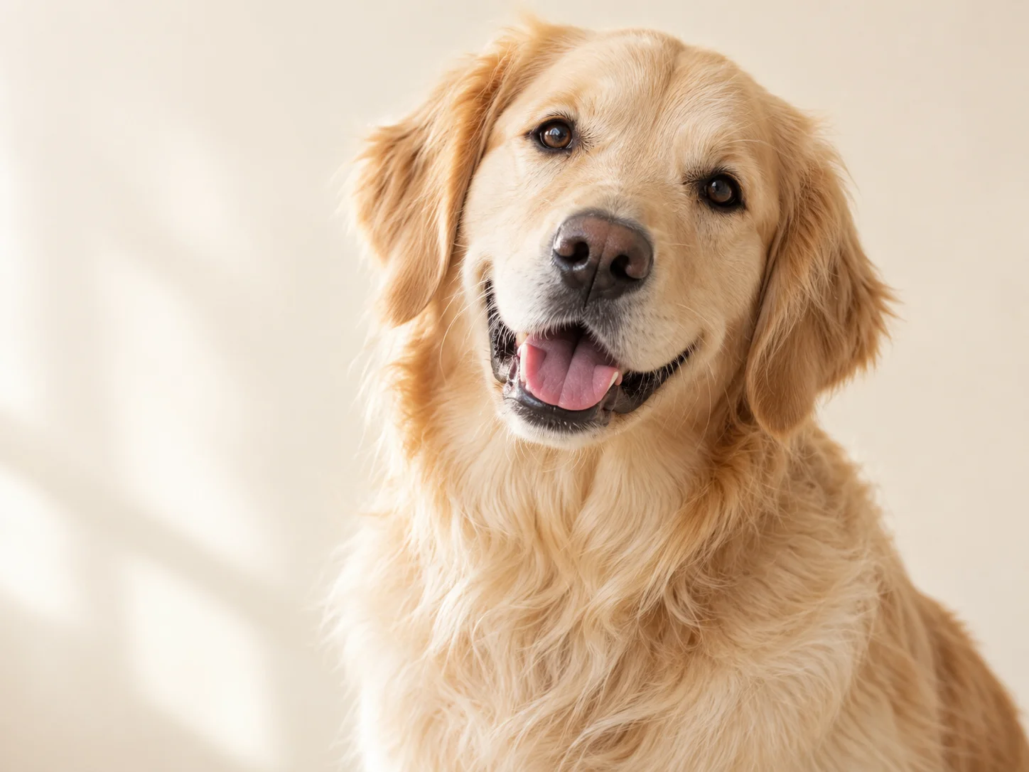 Golden retriever com expressão tranquila e cabeça ligeiramente inclinada.
